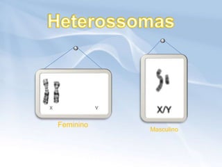 Feminino
           Masculino
 