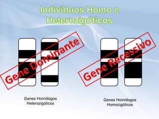 Genes Homólogos    Genes Homólogos
 Heterozigóticos    Homozigóticos
 