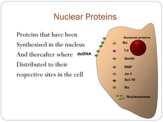 Nuclear Proteins
Proteins that have been
Synthesized in the nucleus
And thereafter where
Distributed to their
respective sites in the cell
 