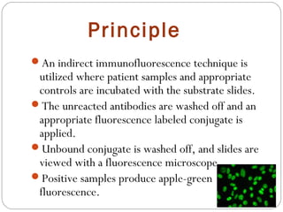 Principle
An indirect immunofluorescence technique is
utilized where patient samples and appropriate
controls are incubated with the substrate slides.
The unreacted antibodies are washed off and an
appropriate fluorescence labeled conjugate is
applied.
Unbound conjugate is washed off, and slides are
viewed with a fluorescence microscope.
Positive samples produce apple-green
fluorescence.
 