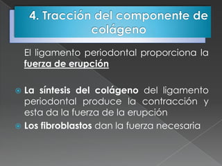 El ligamento periodontal proporciona la
    fuerza de erupción

 La síntesis del colágeno del ligamento
  periodontal produce la contracción y
  esta da la fuerza de la erupción
 Los fibroblastos dan la fuerza necesaria
 