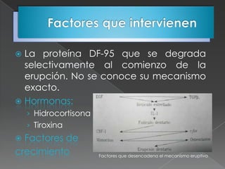  La proteína DF-95 que se degrada
  selectivamente al comienzo de la
  erupción. No se conoce su mecanismo
  exacto.
 Hormonas:
    › Hidrocortisona
    › Tiroxina
 Factores de
crecimiento            Factores que desencadena el mecanismo eruptivo
 