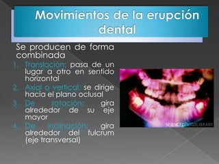 Se producen de forma
combinada
1. Translación: pasa de un
   lugar a otro en sentido
   horizontal
2. Axial o vertical: se dirige
   hacia el plano oclusal
3. De       rotación:     gira
   alrededor de su eje
   mayor
4. De     inclinación:    gira
   alrededor del fulcrum
   (eje transversal)
 