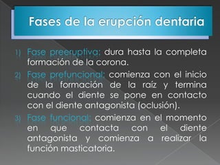 1) Fase preeruptiva: dura hasta la completa
   formación de la corona.
2) Fase prefuncional: comienza con el inicio
   de la formación de la raíz y termina
   cuando el diente se pone en contacto
   con el diente antagonista (oclusión).
3) Fase funcional: comienza en el momento
   en que contacta con el diente
   antagonista y comienza a realizar la
   función masticatoria.
 