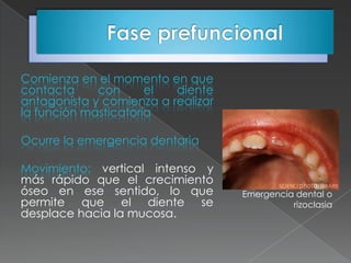 Comienza en el momento en que
contacta     con      el  diente
antagonista y comienza a realizar
la función masticatoria

Ocurre la emergencia dentaria

Movimiento: vertical intenso y
más rápido que el crecimiento
óseo en ese sentido, lo que         Emergencia dental o
permite que el diente se                      rizoclasia
desplace hacia la mucosa.
 