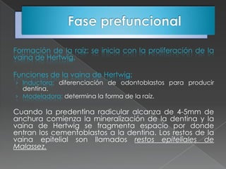 Formación de la raíz: se inicia con la proliferación de la
vaina de Hertwig.

Funciones de la vaina de Hertwig:
› Inductora: diferenciación de odontoblastos para producir
  dentina.
› Modeladora: determina la forma de la raíz.

Cuando la predentina radicular alcanza de 4-5mm de
anchura comienza la mineralización de la dentina y la
vaina de Hertwig se fragmenta espacio por donde
entran los cementoblastos a la dentina. Los restos de la
vaina epitelial son llamados restos epiteliales de
Malassez.
 