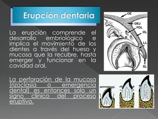 La erupción comprende el
desarrollo   embriológico  e
implica el movimiento de los
dientes a través del hueso y
mucosa que la recubre, hasta
emerger y funcionar en la
cavidad oral.

La perforación de la mucosa
(rizoclasia  o   emergencia
dental) es entonces solo un
signo clínico del proceso
eruptivo.
 