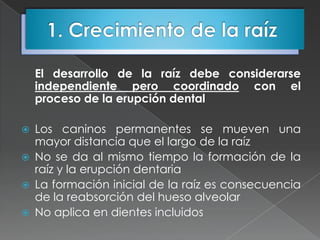 El desarrollo de la raíz debe considerarse
    independiente pero coordinado con el
    proceso de la erupción dental

   Los caninos permanentes se mueven una
    mayor distancia que el largo de la raíz
   No se da al mismo tiempo la formación de la
    raíz y la erupción dentaria
   La formación inicial de la raíz es consecuencia
    de la reabsorción del hueso alveolar
   No aplica en dientes incluidos
 