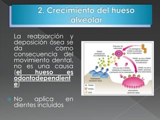 La reabsorción y
    deposición ósea se
    da           como
    consecuencia del
    movimiento dental,
    no es una causa
    (el   hueso     es
    odontodependient
    e)

   No    aplica      en
    dientes incluidos
 