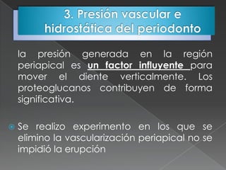 la presión generada en la región
    periapical es un factor influyente para
    mover el diente verticalmente. Los
    proteoglucanos contribuyen de forma
    significativa.

   Se realizo experimento en los que se
    elimino la vascularización periapical no se
    impidió la erupción
 