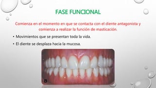 FASE FUNCIONAL
Comienza en el momento en que se contacta con el diente antagonista y
comienza a realizar la función de masticación.
• Movimientos que se presentan toda la vida.
• El diente se desplaza hacia la mucosa.
 