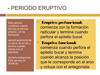 - PERIODO ERUPTIVO
Este período
comienza cuando
termina el período
anterior, con la
formación
aproximadamente de
un tercio de la raíz y
termina cuando
ocluye con el
elemento
dentario antagonista.
Este período se
divide en:





Eruptivo prefuncional:
comienza con la formación
radicular y termina cuando
perfora el epitelio bucal.
Eruptivo funcional:
comienza cuando perfora el
epitelio bucal y termina
cuando alcanza la posición
que le corresponde en el arco
y ocluye con el antagonista.

 