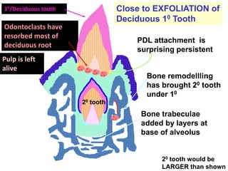 Deciduous and permanent teeth Eruption time and shedding | PPTX