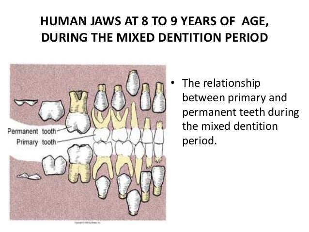 Primary Dentition Eruption Chart