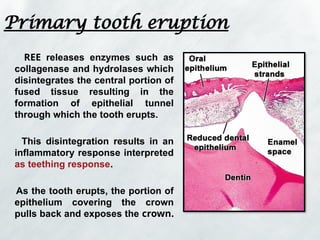 eruption and shedding- theories of eruption part 1.pptx