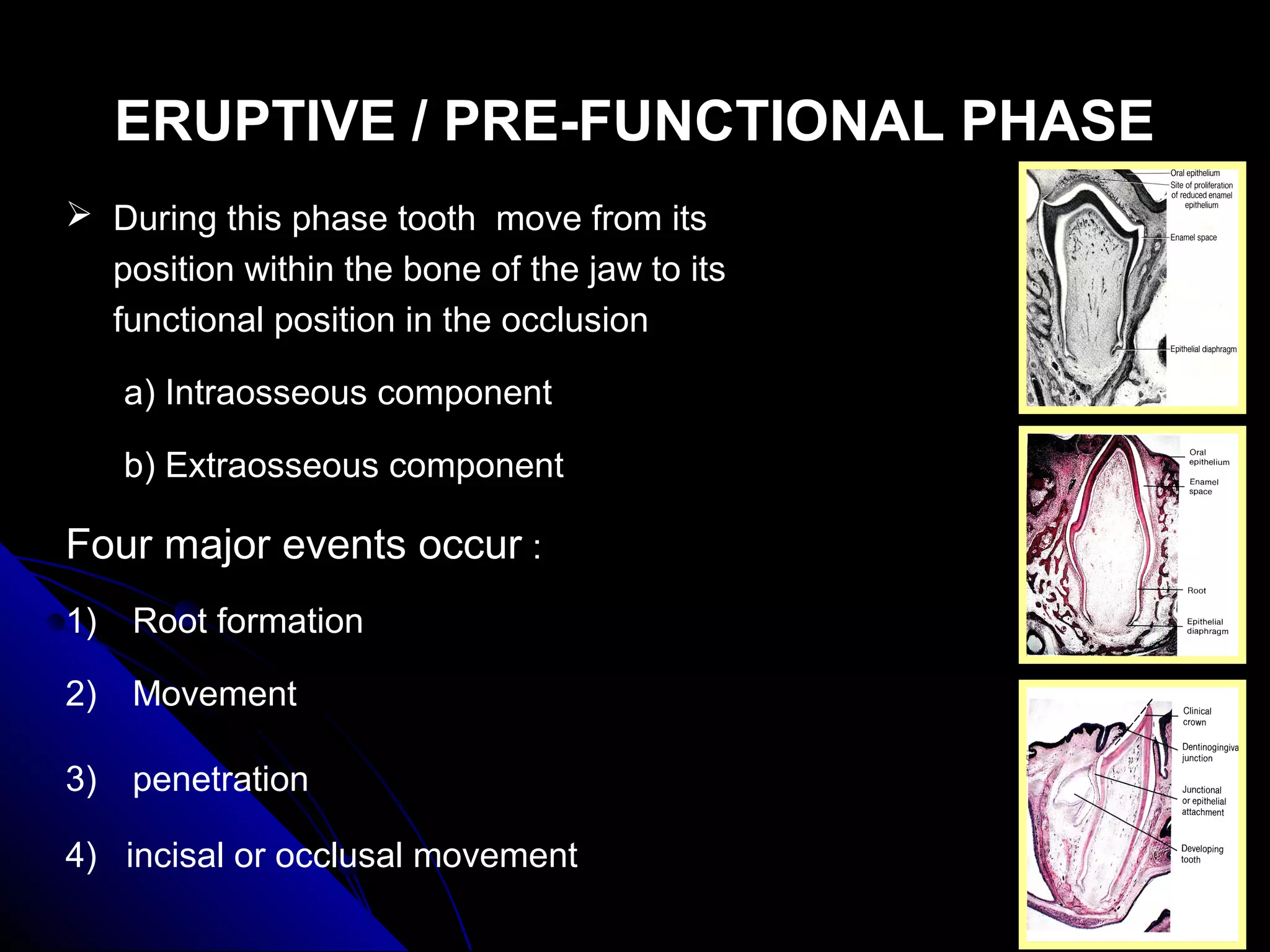 ERUPTIVE / PRE-FUNCTIONAL PHASEERUPTIVE / PRE-FUNCTIONAL PHASE
 During this phase tooth move from its
position within the bone of the jaw to its
functional position in the occlusion
a) Intraosseous component
b) Extraosseous component
Four major events occur :
1) Root formation
2) Movement
3) penetration
4) incisal or occlusal movement
 