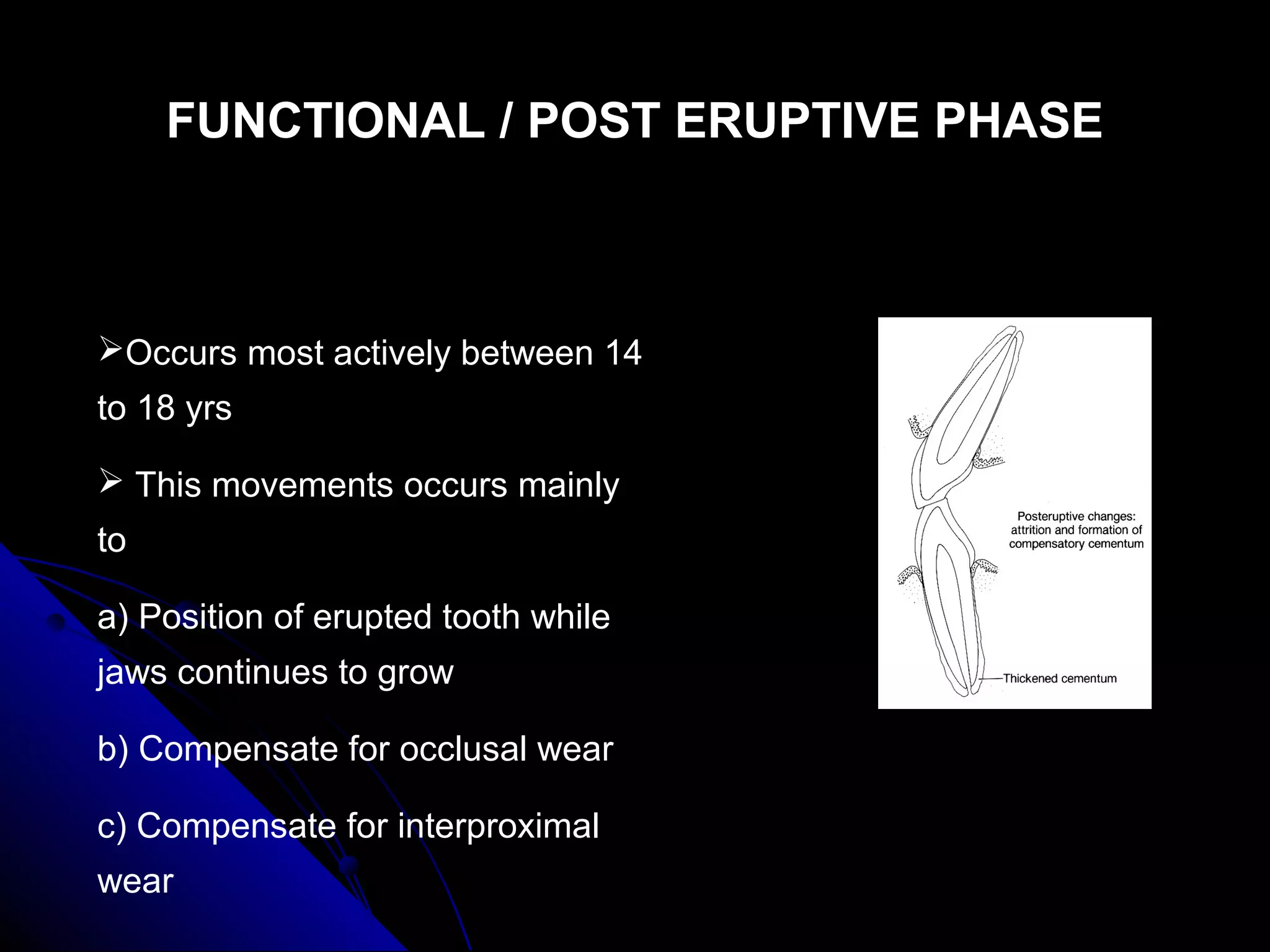 FUNCTIONAL / POST ERUPTIVE PHASEFUNCTIONAL / POST ERUPTIVE PHASE
Occurs most actively between 14
to 18 yrs
 This movements occurs mainly
to
a) Position of erupted tooth while
jaws continues to grow
b) Compensate for occlusal wear
c) Compensate for interproximal
wear
 