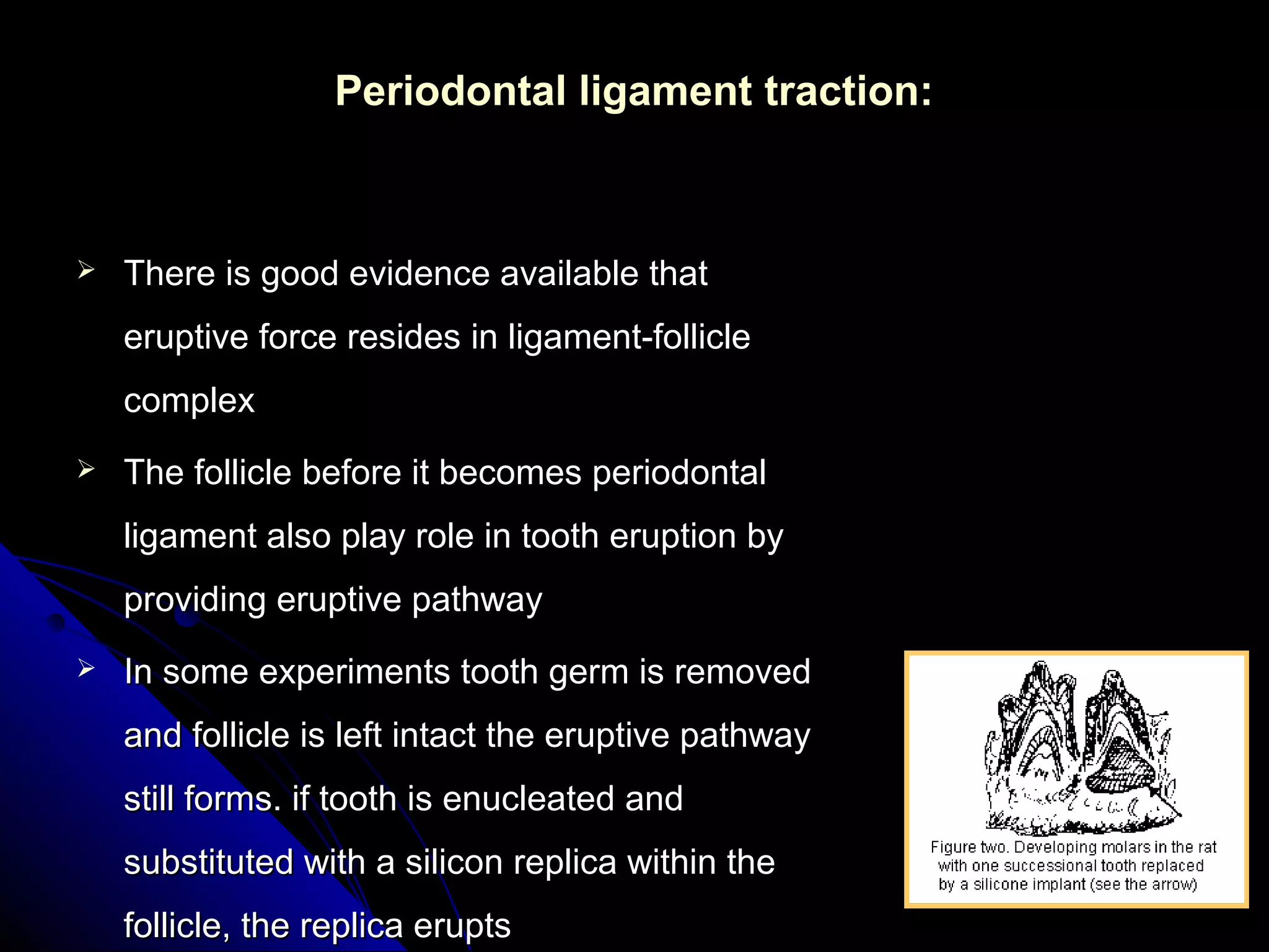 Periodontal ligament traction:Periodontal ligament traction:
 There is good evidence available thatThere is good evidence available that
eruptive force resides in ligament-follicleeruptive force resides in ligament-follicle
complexcomplex
 The follicle before it becomes periodontalThe follicle before it becomes periodontal
ligament also play role in tooth eruption byligament also play role in tooth eruption by
providing eruptive pathwayproviding eruptive pathway
 In some experiments tooth germ is removedIn some experiments tooth germ is removed
and follicle is left intact the eruptive pathwayand follicle is left intact the eruptive pathway
still forms. if tooth is enucleated andstill forms. if tooth is enucleated and
substituted with a silicon replica within thesubstituted with a silicon replica within the
follicle, the replica eruptsfollicle, the replica erupts
 