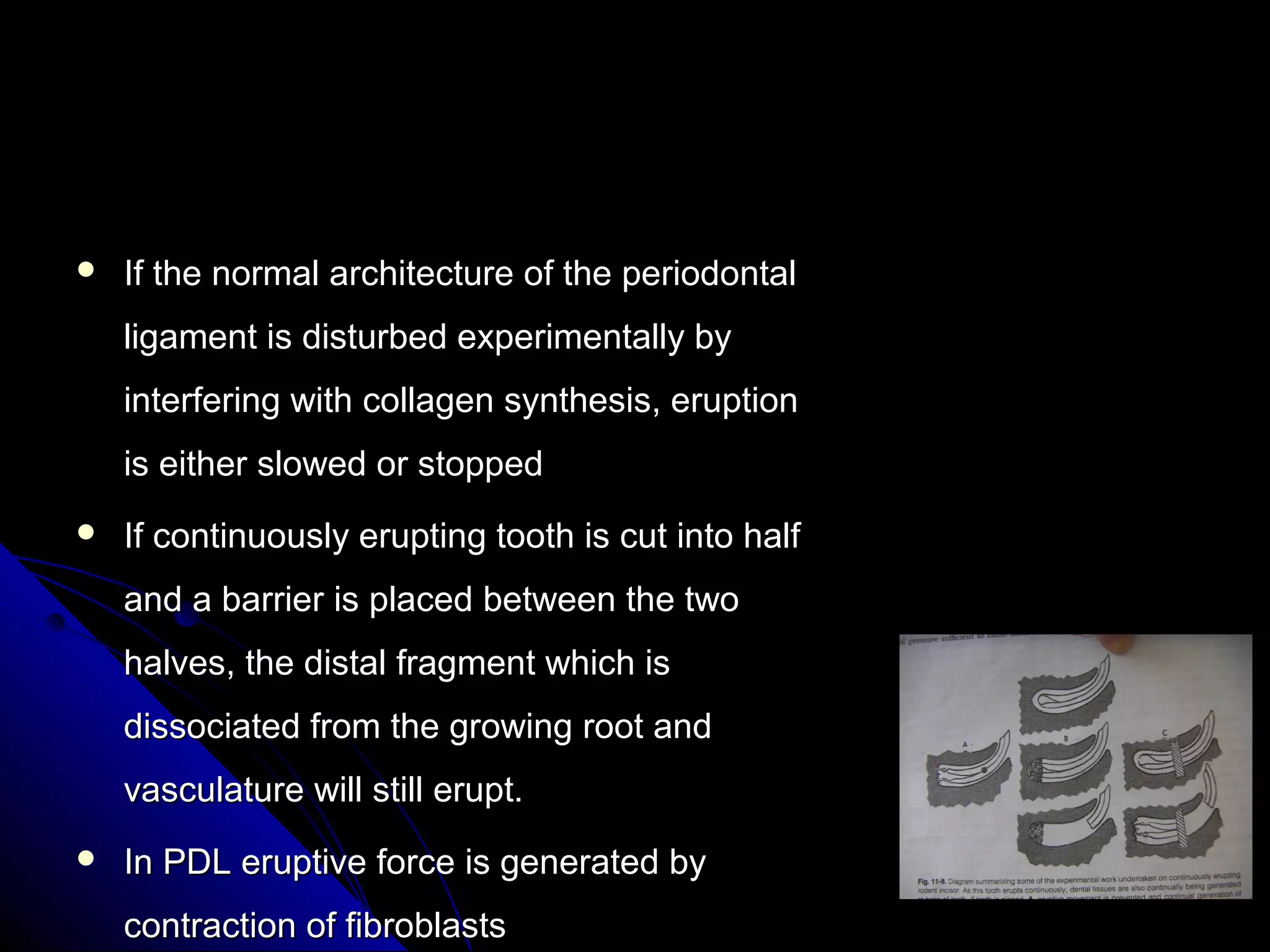  If the normal architecture of the periodontalIf the normal architecture of the periodontal
ligament is disturbed experimentally byligament is disturbed experimentally by
interfering with collagen synthesis, eruptioninterfering with collagen synthesis, eruption
is either slowed or stoppedis either slowed or stopped
 If continuously erupting tooth is cut into halfIf continuously erupting tooth is cut into half
and a barrier is placed between the twoand a barrier is placed between the two
halves, the distal fragment which ishalves, the distal fragment which is
dissociated from the growing root anddissociated from the growing root and
vasculature will still erupt.vasculature will still erupt.
 In PDL eruptive force is generated byIn PDL eruptive force is generated by
contraction of fibroblastscontraction of fibroblasts
 