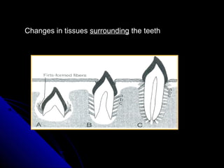 Eruption and shedding of teeth | PPT