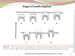 Stages of tooth eruption
Essentials of Oral Histology and Embryology. James Avery, 2nd edition 15
 