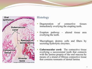 Histology
 Degeneration of connective tissues
immediately overlying the erupting teeth.
 Eruption pathway – altered tissue area
overlying the teeth.
 Macrophages destroy cells and fibers by
secreting hydrolytic enzymes.
 Gubernacular cord: The connective tissue
overlying a successional tooth that connects
with the lamina propria of the oral mucosa by
means of a strand of fibrous connective tissue
that contains remnants of dental lamina
11
 
