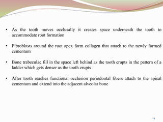 • As the tooth moves occlusally it creates space underneath the tooth to
accommodate root formation
• Fibroblasts around the root apex form collagen that attach to the newly formed
cementum
• Bone trabeculae fill in the space left behind as the tooth erupts in the pattern of a
ladder which gets denser as the tooth erupts
• After tooth reaches functional occlusion periodontal fibers attach to the apical
cementum and extend into the adjacent alveolar bone
14
 