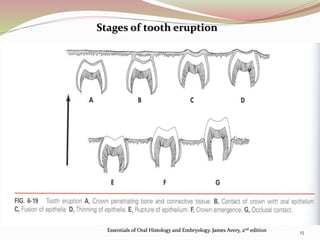 Stages of tooth eruption
Essentials of Oral Histology and Embryology. James Avery, 2nd edition 15
 