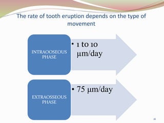 The rate of tooth eruption depends on the type of
movement
16
• 1 to 10
µm/dayINTRAOOSEOUS
PHASE
• 75 μm/day
EXTRAOSSEOUS
PHASE
 