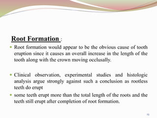 Root Formation :
 Root formation would appear to be the obvious cause of tooth
eruption since it causes an overall increase in the length of the
tooth along with the crown moving occlusally.
 Clinical observation, experimental studies and histologic
analysis argue strongly against such a conclusion as rootless
teeth do erupt
 some teeth erupt more than the total length of the roots and the
teeth still erupt after completion of root formation.
23
 