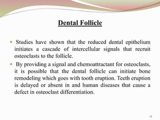 Dental Follicle
 Studies have shown that the reduced dental epithelium
initiates a cascade of intercellular signals that recruit
osteoclasts to the follicle.
 By providing a signal and chemoattractant for osteoclasts,
it is possible that the dental follicle can initiate bone
remodeling which goes with tooth eruption. Teeth eruption
is delayed or absent in and human diseases that cause a
defect in osteoclast differentiation.
25
 