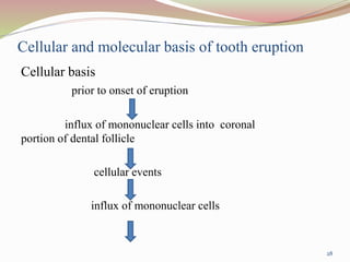 Cellular and molecular basis of tooth eruption
Cellular basis
prior to onset of eruption
influx of mononuclear cells into coronal
portion of dental follicle
cellular events
influx of mononuclear cells
28
 