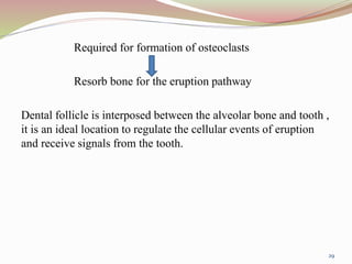 Required for formation of osteoclasts
Resorb bone for the eruption pathway
Dental follicle is interposed between the alveolar bone and tooth ,
it is an ideal location to regulate the cellular events of eruption
and receive signals from the tooth.
29
 