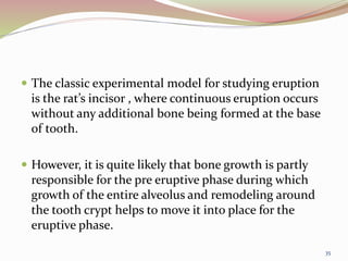  The classic experimental model for studying eruption
is the rat’s incisor , where continuous eruption occurs
without any additional bone being formed at the base
of tooth.
 However, it is quite likely that bone growth is partly
responsible for the pre eruptive phase during which
growth of the entire alveolus and remodeling around
the tooth crypt helps to move it into place for the
eruptive phase.
35
 