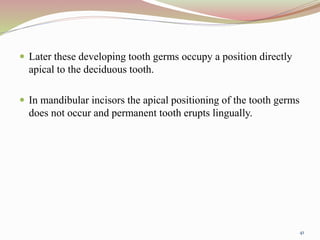  Later these developing tooth germs occupy a position directly
apical to the deciduous tooth.
 In mandibular incisors the apical positioning of the tooth germs
does not occur and permanent tooth erupts lingually.
41
 