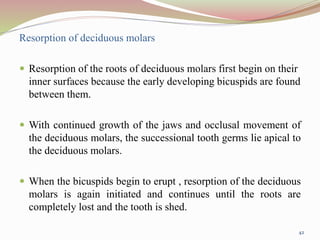 Resorption of deciduous molars
 Resorption of the roots of deciduous molars first begin on their
inner surfaces because the early developing bicuspids are found
between them.
 With continued growth of the jaws and occlusal movement of
the deciduous molars, the successional tooth germs lie apical to
the deciduous molars.
 When the bicuspids begin to erupt , resorption of the deciduous
molars is again initiated and continues until the roots are
completely lost and the tooth is shed.
42
 