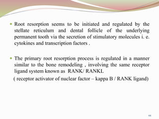  Root resorption seems to be initiated and regulated by the
stellate reticulum and dental follicle of the underlying
permanent tooth via the secretion of stimulatory molecules i. e.
cytokines and transcription factors .
 The primary root resorption process is regulated in a manner
similar to the bone remodeling , involving the same receptor
ligand system known as RANK/ RANKL
( receptor activator of nuclear factor – kappa B / RANK ligand)
44
 