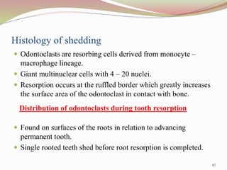 Histology of shedding
 Odontoclasts are resorbing cells derived from monocyte –
macrophage lineage.
 Giant multinuclear cells with 4 – 20 nuclei.
 Resorption occurs at the ruffled border which greatly increases
the surface area of the odontoclast in contact with bone.
 Found on surfaces of the roots in relation to advancing
permanent tooth.
 Single rooted teeth shed before root resorption is completed.
Distribution of odontoclasts during tooth resorption
47
 