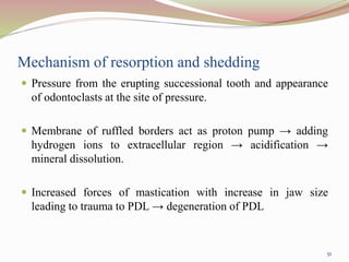 Mechanism of resorption and shedding
 Pressure from the erupting successional tooth and appearance
of odontoclasts at the site of pressure.
 Membrane of ruffled borders act as proton pump → adding
hydrogen ions to extracellular region → acidification →
mineral dissolution.
 Increased forces of mastication with increase in jaw size
leading to trauma to PDL → degeneration of PDL
51
 