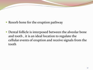  Resorb bone for the eruption pathway
 Dental follicle is interposed between the alveolar bone
and tooth , it is an ideal location to regulate the
cellular events of eruption and receive signals from the
tooth
52
 