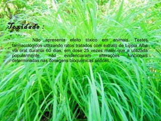 Toxidade : Não apresenta efeito tóxico em animais. Testes farmacológicos utilizando ratos tratados com extrato de Lippia Alba via oral durante 60 dias, em dose 25 vezes maior que a utilizada popularmente, não evidenciaram alterações funcionais determinadas nas dosagens bioquímicas séricas. 
