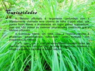 Curiosidades A  Melissa officinalis  é largamente confundida com a popularmente chamada erva cidreira de folha ( Lippia alba ), que possui flores lilases e amareladas em logos galhos quebradiços, mas que não possui as mesmas propriedades medicinais que a  Melissa officinalis . A Comissão Alemã, em 1984, citou a "insônia nervosa e problemas gastrintestinais funcionais" como curáveis com preparados de melissa. Diz o povo que o chá de erva-cidreira, tomado todas as manhãs (adoçado com mel) traz de volta a juventude, fortalece o cérebro e ajuda a combater a inércia natural.  