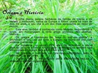 Origem e História:   É uma planta perene herbácea da família da menta e da hortelã ( Lamiaceae ), nativa da Europa e África; usada há mais de dois mil anos, e seu chá é um dos mais apreciados ao redor do mundo. Esta erva também é conhecida como Melissa, segundo diz a lenda, em homenagem à ninfa grega protetora das abelhas, Melona. Os gregos a chamavam de “erva do mel de abelha”, e difundiram o seu uso por toda a Europa, na forma de chá com poderes medicinais. Na Inglaterra, no século XVII, além de atribuir-se a ela a atuação positiva sobre a longevidade, acreditava-se também que tinha poderes mágicos para atrair o ser amado. Na Malásia é cultivada em grandes quantidades, para a fabricação de perfumes. Desde o sec. X, era utilizada pelos árabes para reduzir a ansiedade e aliviar a depressão. 