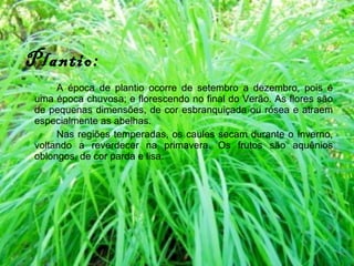 Plantio: A época de plantio ocorre de setembro a dezembro, pois é uma época chuvosa; e florescendo no final do Verão. As flores são de pequenas dimensões, de cor esbranquiçada ou rósea e atraem especialmente as abelhas.  Nas regiões temperadas, os caules secam durante o Inverno, voltando a reverdecer na primavera. Os frutos são aquênios oblongos, de cor parda e lisa. 