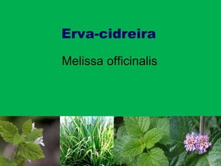 Erva-cidreira Melissa officinalis 
