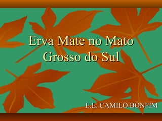 Erva Mate no Mato
  Grosso do Sul


         E.E. CAMILO BONFIM
 