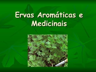 Ervas Aromáticas e Medicinais 