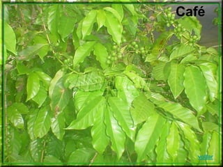 Café
voltar
 