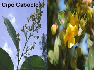 Cipó Caboclo
voltar
 