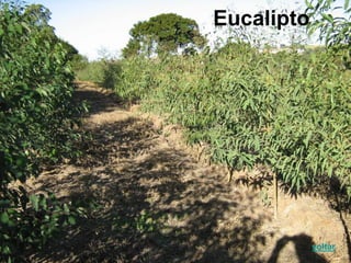 Eucalipto
voltar
 